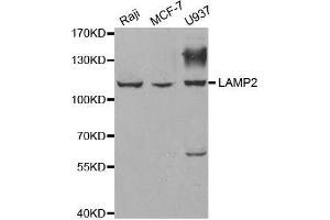 Western blot analysis of extracts of various cell lines, using LAMP2 antibody. (LAMP2 抗体  (AA 30-300))