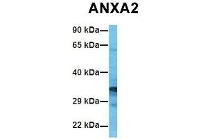 Host:  Rabbit  Target Name:  ANXA2  Sample Tissue:  Human 293T  Antibody Dilution:  1. (Annexin A2 抗体  (C-Term))