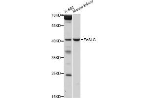 Western blot analysis of extracts of various cell lines, using FASLG antibody (ABIN5970064) at 1/1000 dilution. (FASL 抗体)