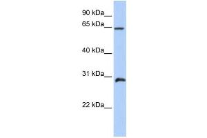 Western Blotting (WB) image for anti-Homeobox A5 (HOXA5) antibody (ABIN2458391) (HOXA5 抗体)