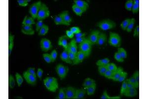 Immunofluorescence staining of HepG2 cells with ABIN7164031 at 1:166, counter-stained with DAPI. (HCN1 抗体  (AA 784-887))