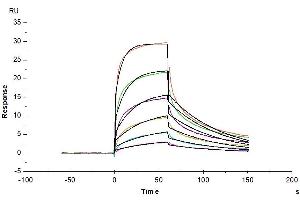 Surface Plasmon Resonance (SPR) image for Interferon alpha (IFNA) protein (His-Avi Tag) (ABIN7274849)