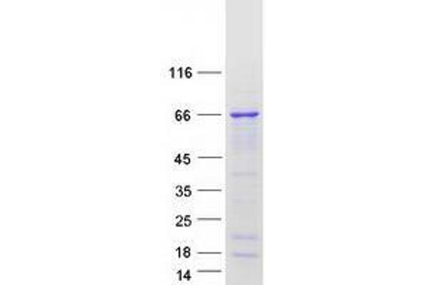 UPF3A Protein (Transcript Variant 2) (Myc-DYKDDDDK Tag)