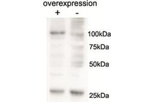 Western Blotting (WB) image for anti-Alanyl-tRNA Synthetase 2, Mitochondrial (AARS2) (AA 478-489), (Internal Region) antibody (ABIN1105151) (AARS2 抗体  (Internal Region))