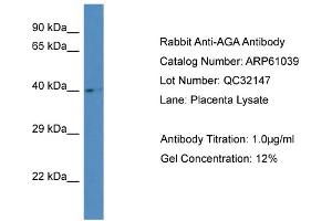 Western Blotting (WB) image for anti-Aspartylglucosaminidase (AGA) (Middle Region) antibody (ABIN786322) (AGA 抗体  (Middle Region))