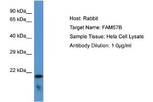 Host: Rabbit Target Name: FAM57B Sample Type: Hela Whole cell lysates Antibody Dilution: 1. (FAM57B 抗体  (C-Term))