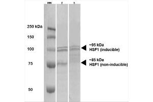 Western Blot analysis of Human A431 and HEK293 cell lysates showing detection of HSF1 protein using Rat Anti-HSF1 Monoclonal Antibody, Clone 10H4 . (HSF1 抗体  (Atto 488))