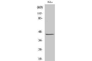 Western Blotting (WB) image for anti-Jun Proto-Oncogene (JUN) (Ser662) antibody (ABIN3173809) (C-JUN 抗体  (Ser662))