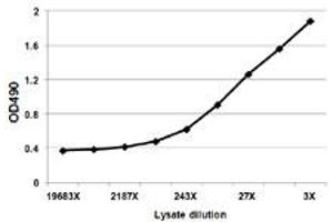 Sandwich ELISA detection sensitivity ranging from approximately 729x to 3x dilution of the F2 293T overexpression lysate (non-denatured). (F2 (人) Matched Antibody Pair)