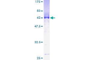 MBNL1 Protein (AA 1-343) (GST tag)