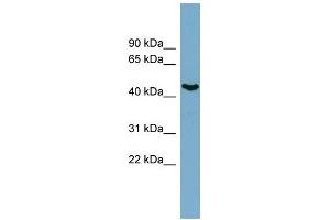 WB Suggested Anti-IRX6 Antibody Titration:  0. (IRX6 抗体  (N-Term))