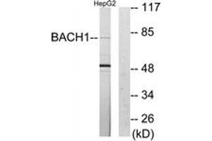 Western Blotting (WB) image for anti-BTB and CNC Homology 1, Basic Leucine Zipper Transcription Factor 1 (BACH1) (AA 131-180) antibody (ABIN2889311) (BACH1 抗体  (AA 131-180))