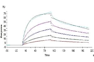 Surface Plasmon Resonance (SPR) image for neonatal Fc Receptor (FcRn) (AA 24-297) protein (His tag) (ABIN7274675)