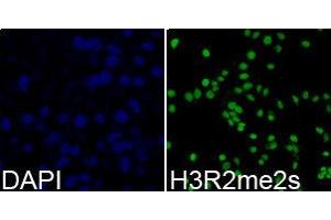 Immunofluorescence (IF) image for anti-Histone 3 (H3) (H3R2me2s) antibody (ABIN1873009) (Histone 3 抗体  (H3R2me2s))