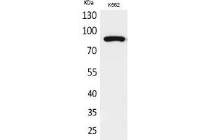 Western Blot analysis of K562 cells using Acetyl-HSP 90 (K292/284) Polyclonal Antibody. (HSP90 抗体  (acLys284, acLys292))