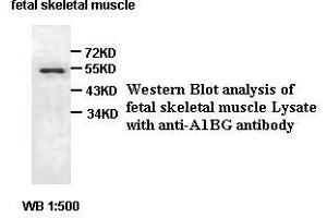 Image no. 2 for anti-alpha-1-B Glycoprotein (A1BG) antibody (ABIN791226) (A1BG 抗体)