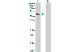 Western Blot analysis of NRF1 expression in transfected 293T cell line by NRF1 MaxPab polyclonal antibody. (NRF1 抗体  (AA 1-522))