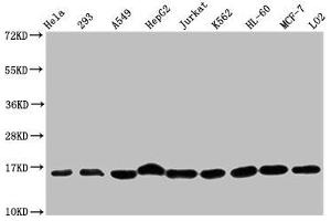 Western Blot Positive WB detected in: Hela whole cell lysate, 293 whole cell lysate, A549 whole cell lysate, HepG2 whole cell lysate, Jurkat whole cell lysate, K562 whole cell lysate, HL60 whole cell lysate, MCF-7 whole cell lysate, LO2 whole cell lysate All lanes: HIST1H3A antibody at 1:500 Secondary Goat polyclonal to rabbit IgG at 1/40000 dilution Predicted band size: 16 kDa Observed band size: 16 kDa (HIST1H3A 抗体  (meLys36))