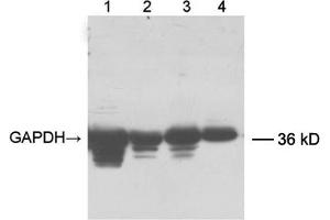 Lane 1: 20 µg fish muscle tissue lysateLane 2: 12 µg chicken muscle tissue lysateLane 3: 20 µg mouse brain tissue lysateLane 4: 32 µg HEK-293 cell lysate Primary antibody: 0. (GAPDH 抗体  (Biotin))