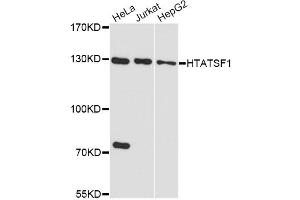 Western blot analysis of extracts of various cell lines, using HTATSF1 antibody. (HTATSF1 抗体)