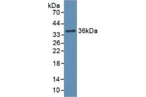 Western blot analysis of recombinant Rat Hpt. (Haptoglobin 抗体  (AA 70-332))