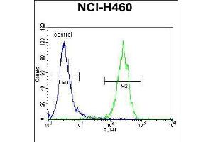 Flow cytometric analysis of NCI-H460 cells (right histogram) compared to a negative control cell (left histogram). (ATXN7L2 抗体  (C-Term))