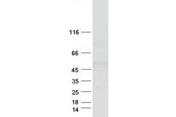 NDUFS2 Protein (Myc-DYKDDDDK Tag)