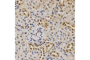 Immunohistochemistry of paraffin-embedded rat kidney using DiMethyl-Histone H3-K79 antibody. (Histone 3 抗体  (H3K9me2))