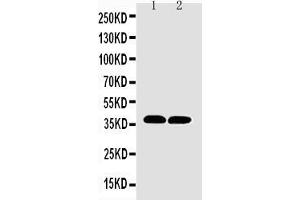 Anti-MTCO1 antibody, Western blotting Lane 1: Rat Heart Tissue Lysate Lane 2: Mouse Heart Tissue Lysate (COX1 抗体  (C-Term))