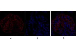 Immunofluorescence analysis of rat kidney tissue. (EIF2A 抗体)