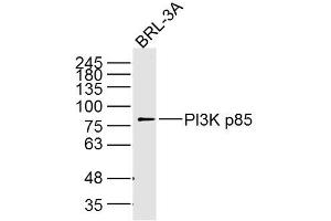 BRL-3A cell lysates probed with PI3K p85 (5C11) Monoclonal Antibody, unconjugated (bsm-33219M) at 1:300 overnight at 4°C followed by a conjugated secondary antibody for 60 minutes at 37°C. (PIK3R1 抗体  (AA 1-110))