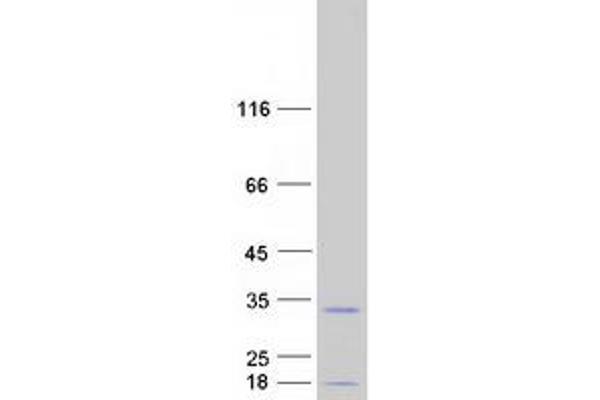 DIRAS2 Protein (Myc-DYKDDDDK Tag)