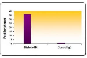 Chromatin IP: ChIP performed using HeLa Chromatin (1. (Histone H4 抗体)