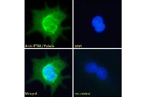 Immunofluorescence (IF) image for anti-Intraflagellar Transport 88 Homolog (IFT88) (C-Term) antibody (ABIN185555)