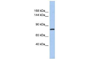 KLHL32 antibody used at 1 ug/ml to detect target protein. (KLHL32 抗体)