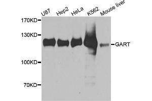 Western blot analysis of extracts of various cell lines, using GART antibody (ABIN5972060) at 1/1000 dilution. (GART 抗体)
