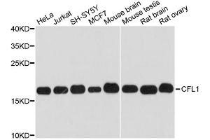 Western blot analysis of extracts of various cell lines, using CFL1 antibody (ABIN1875411) at 1:3000 dilution. (Cofilin 抗体)