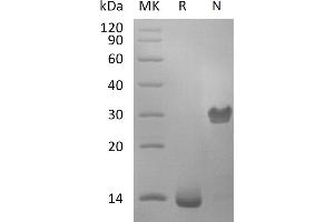 Greater than 95 % as determined by reducing SDS-PAGE. (PDGF-BB Homodimer 蛋白)