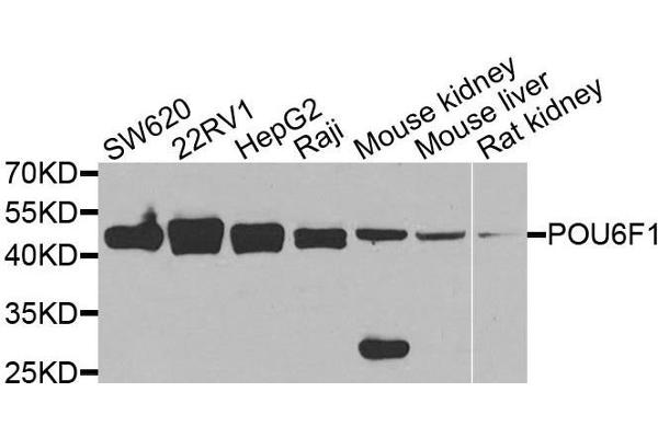 POU6F1 抗体  (AA 1-301)