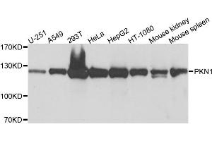Western blot analysis of extracts of various cell lines, using PKN1 antibody (ABIN6003498) at 1/1000 dilution. (PKN1 抗体)