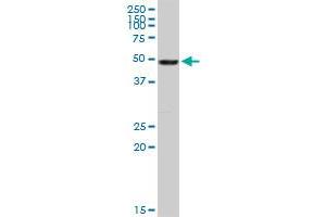 VIM MaxPab rabbit polyclonal antibody. (Vimentin 抗体  (AA 1-466))