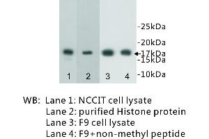 Image no. 1 for anti-Histone 3 (H3) (H3K4me) antibody (ABIN1112911) (Histone 3 抗体  (H3K4me))