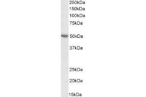 Western Blotting (WB) image for anti-CD274 (PD-L1) (C-Term) antibody (ABIN185339)