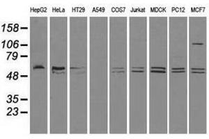 Image no. 3 for anti-CD4 (CD4) antibody (ABIN1497292) (CD4 抗体)