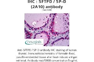 Image no. 1 for anti-Surfactant Protein D (SFTPD) (AA 21-376), (full length) antibody (ABIN1723757) (SFTPD 抗体  (full length))
