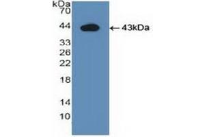 Western Blotting (WB) image for Indoleamine 2,3-Dioxygenase (IDO) ELISA Kit (ABIN6574282)