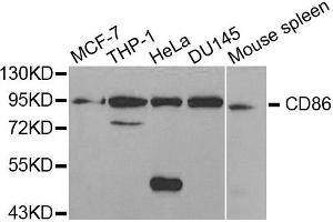 Western blot analysis of extracts of various cell lines, using CD86 antibody. (CD86 抗体)