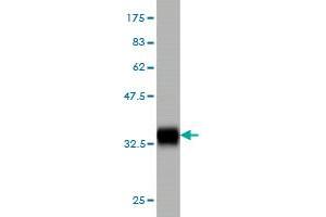 Western Blot detection against Immunogen (35. (CLPS 抗体  (AA 23-112))