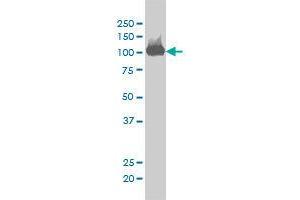 Image no. 3 for anti-CSE1 Chromosome Segregation 1-Like (CSE1L) (AA 872-972) antibody (ABIN465991) (Exportin 2 抗体  (AA 872-972))