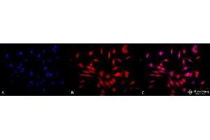 Immunocytochemistry/Immunofluorescence analysis using Rat Anti-HSF1 Monoclonal Antibody, Clone 4B4 . (HSF1 抗体  (AA 425-439) (FITC))